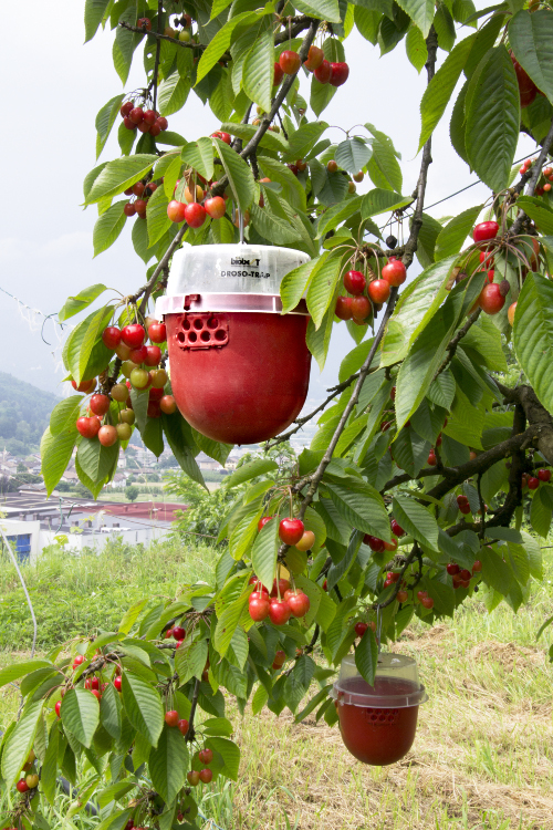 Finalisti_Annalisa Lenzi_Flagello mondiale_PIC