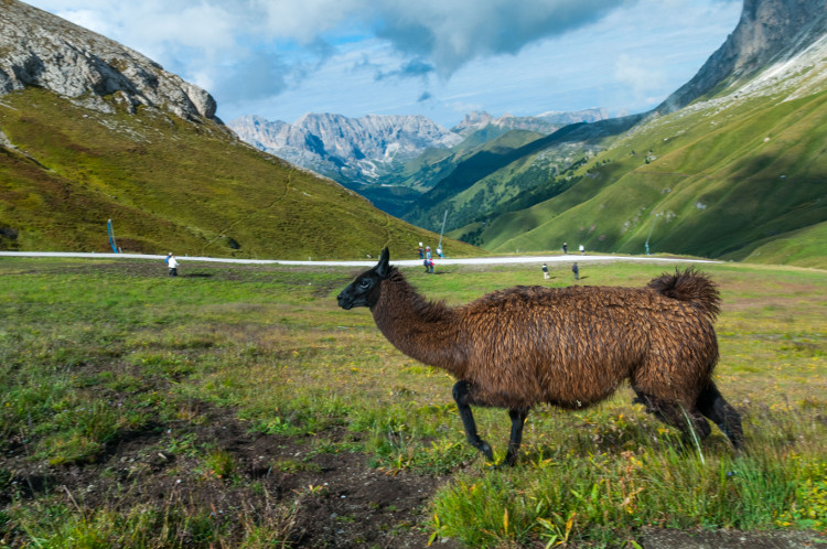 Finalisti_Roberto Serra_Un lama nelle dolomiti_PIC
